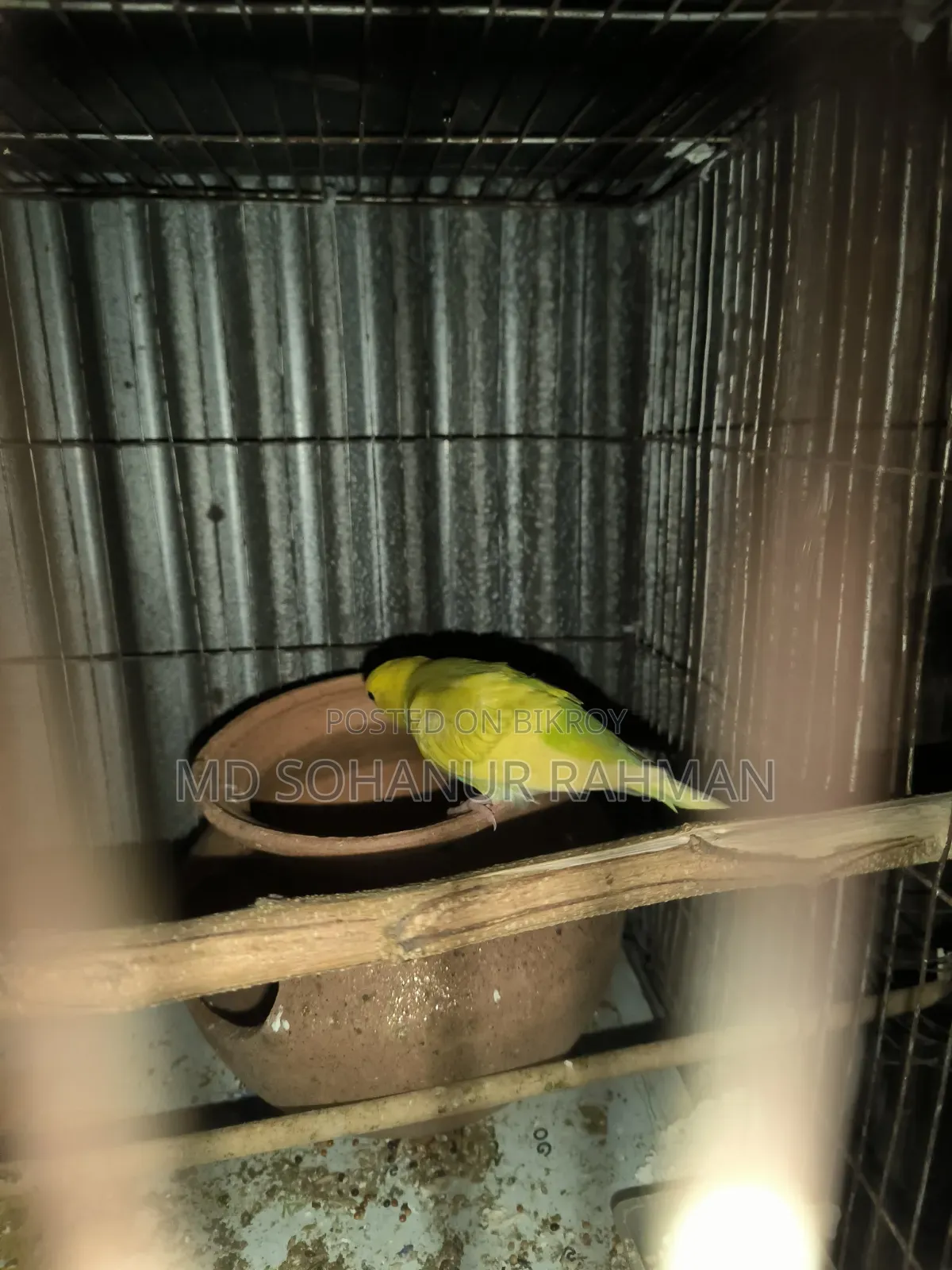 বাজিগর পাখি