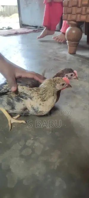 দেশি মুরগী