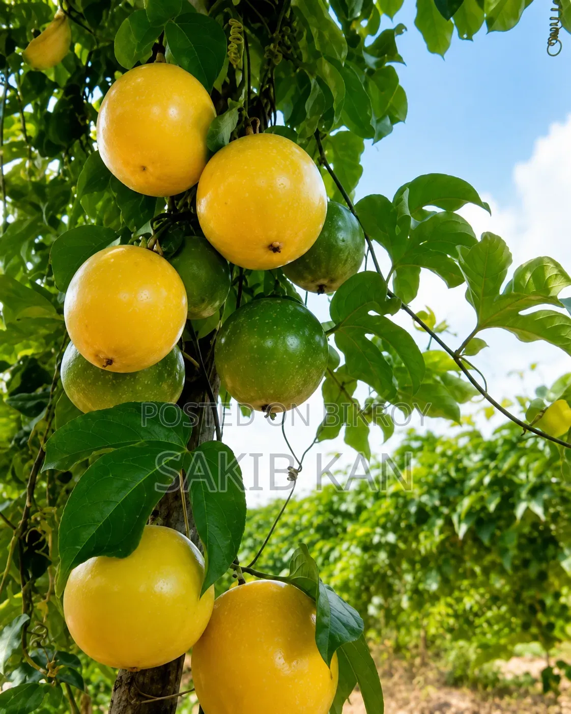 কক্সবাজারের আনারকলি ফল