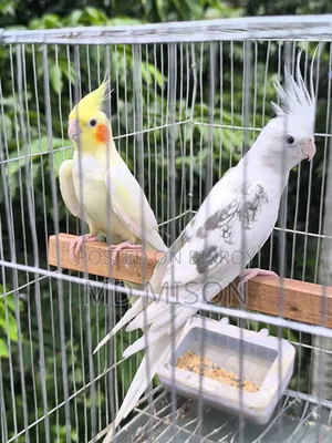 কোয়ালিটি ফুল ককাটেল পাখি জোড়া বিক্রিয় করা হবে