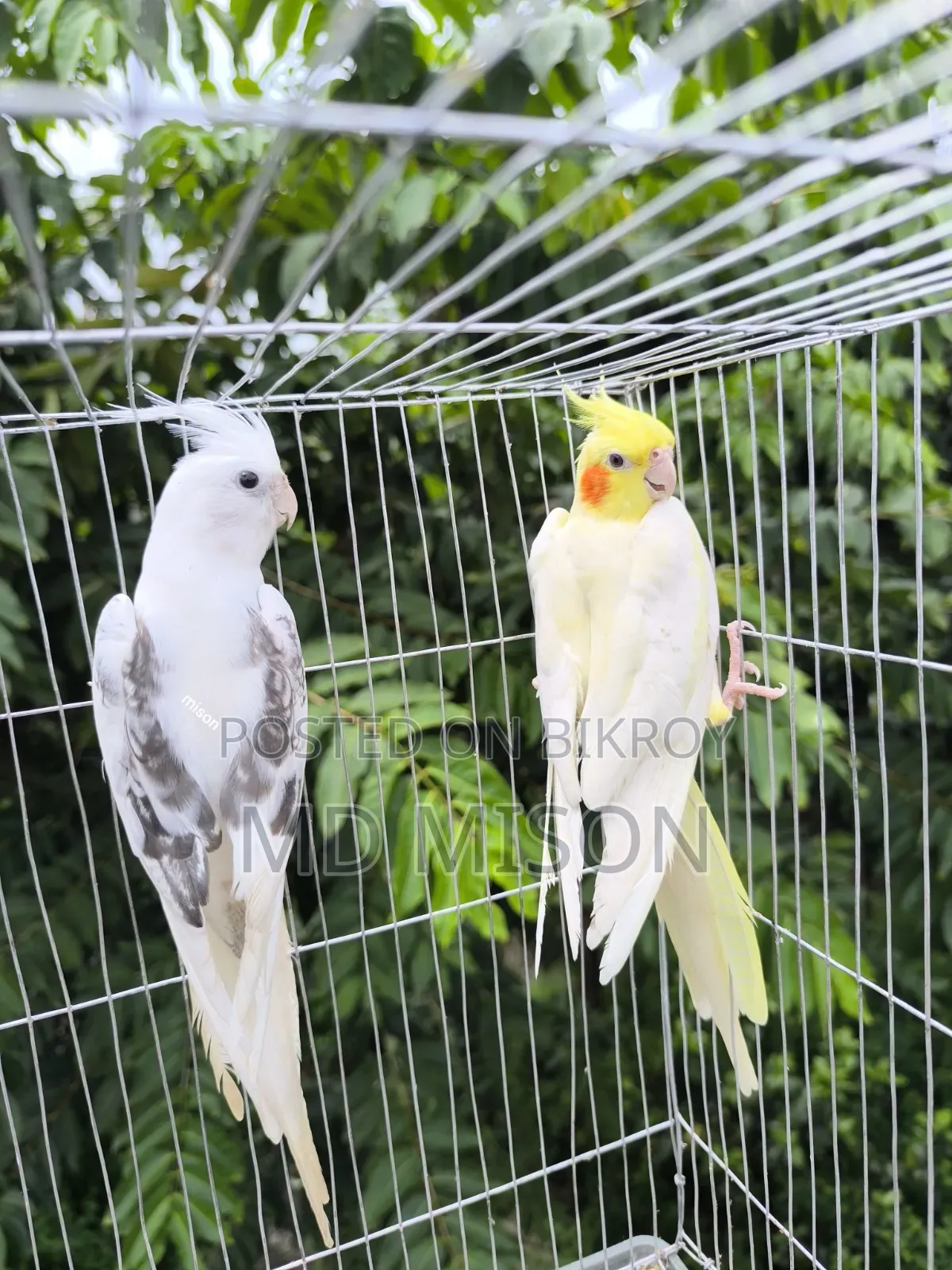 কোয়ালিটি ফুল ককাটেল পাখি জোড়া বিক্রিয় করা হবে