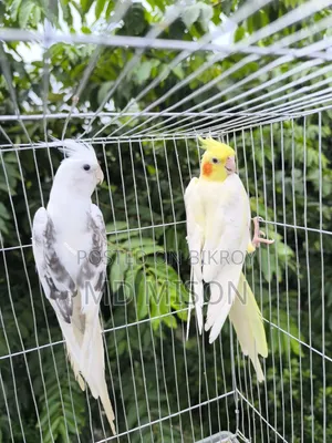কোয়ালিটি ফুল ককাটেল পাখি জোড়া বিক্রিয় করা হবে