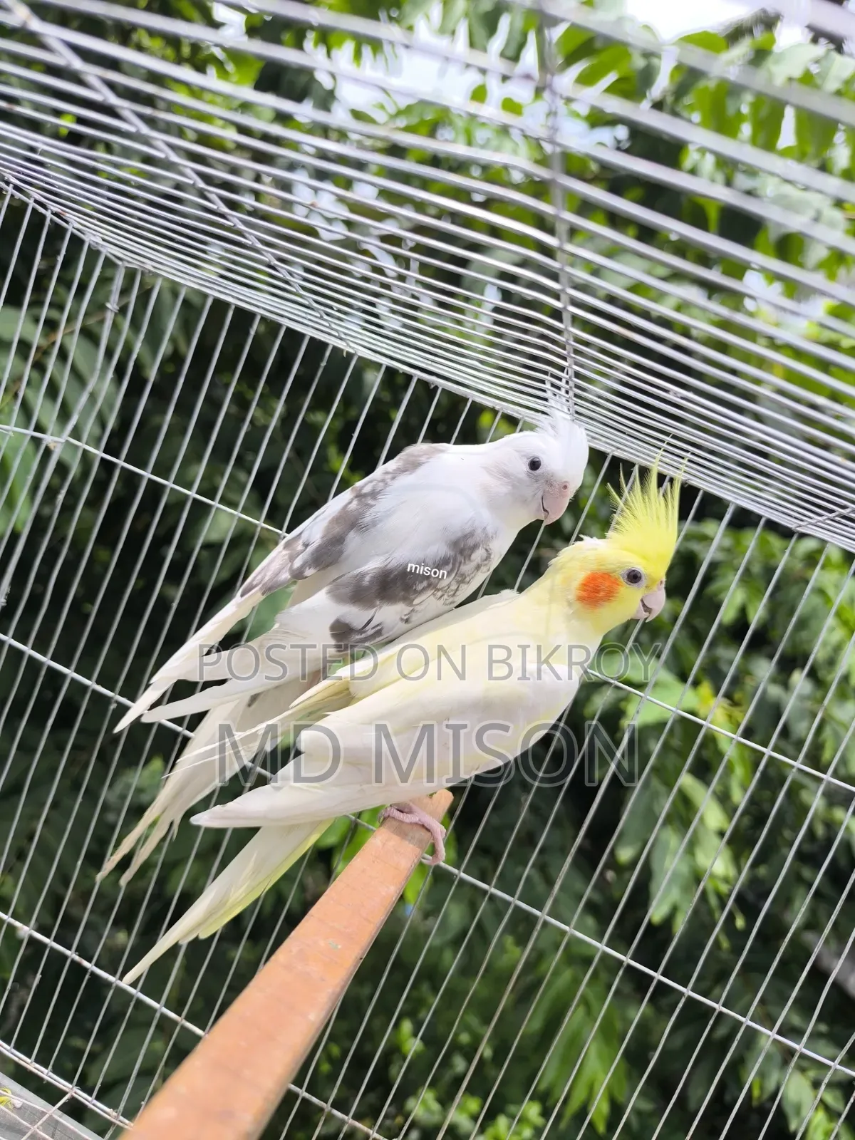 কোয়ালিটি ফুল ককাটেল পাখি জোড়া বিক্রিয় করা হবে
