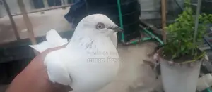 চিরা গলা নর
