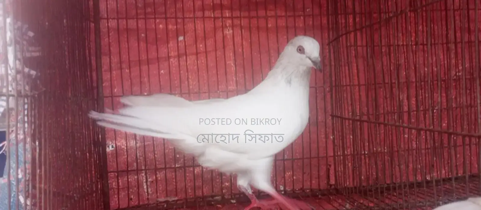 চিরা গলা নর