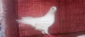 চিরা গলা নর