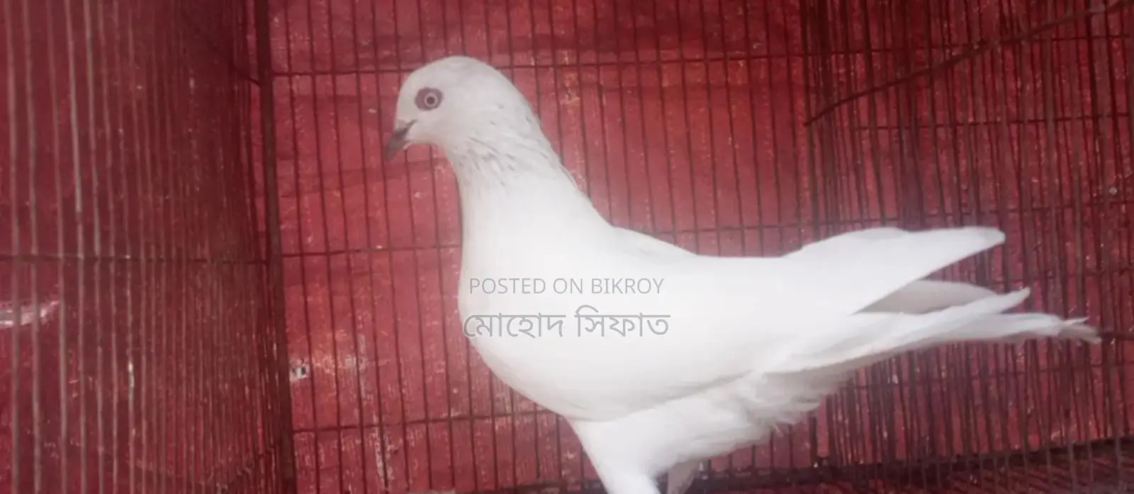 চিরা গলা নর