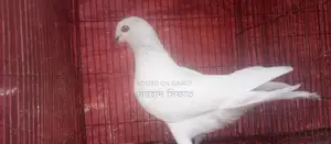 চিরা গলা নর