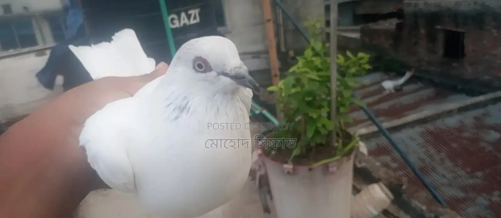 চিরা গলা নর