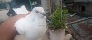 চিরা গলা নর