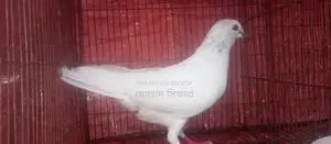 চিরা গলা নর