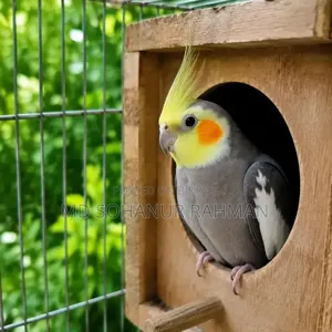 ককাটেল পাখি