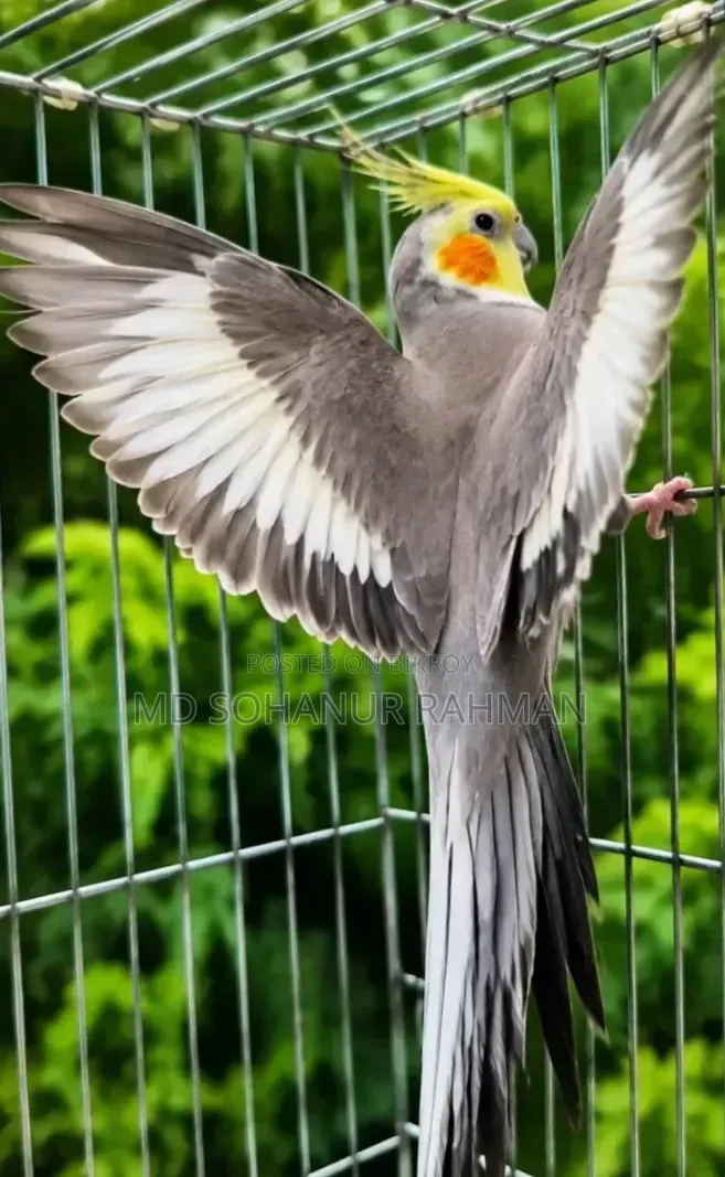 ককাটেল পাখি