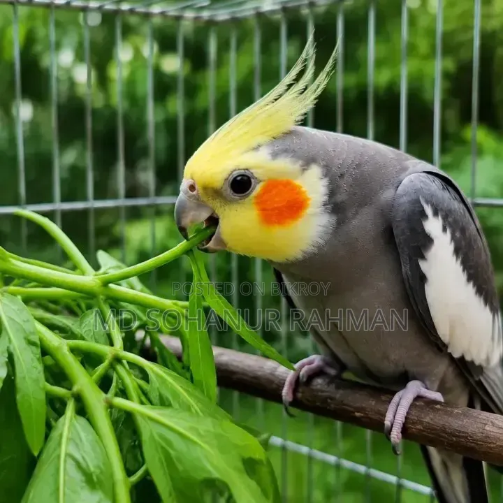 ককাটেল পাখি