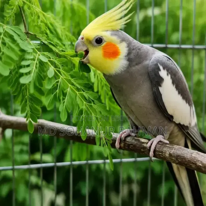 ককাটেল পাখি