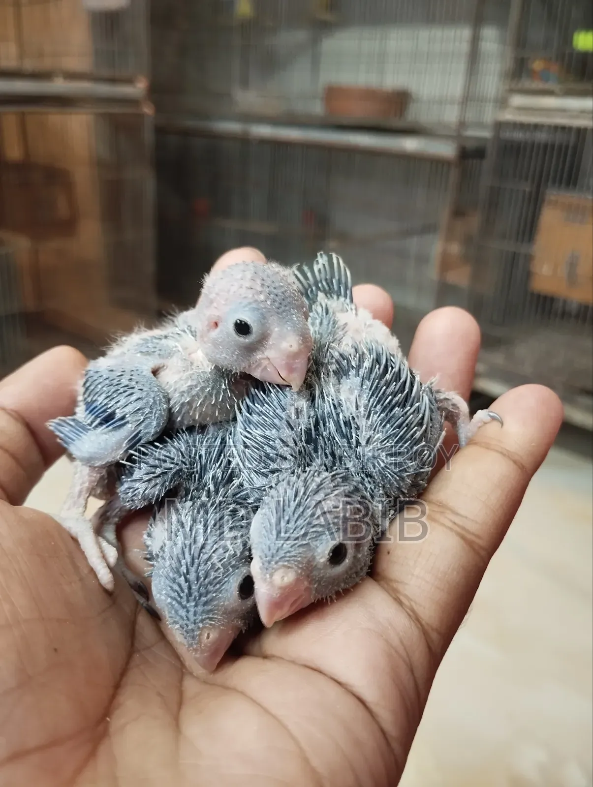 Tame Size Forpus Baby 6 PCS Blue Tq