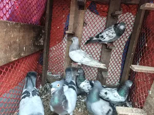 রেসার এবং গিরিবাজ কবুতর