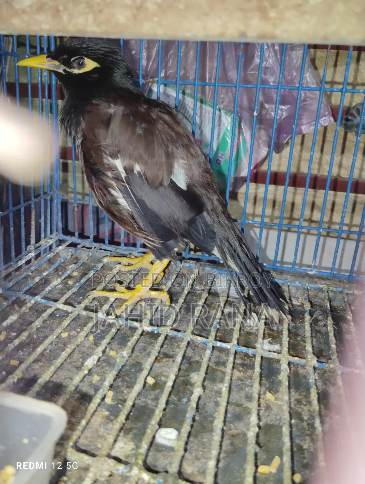 কথা বলা শালিক বিক্রি হবে