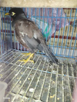 কথা বলা শালিক বিক্রি হবে