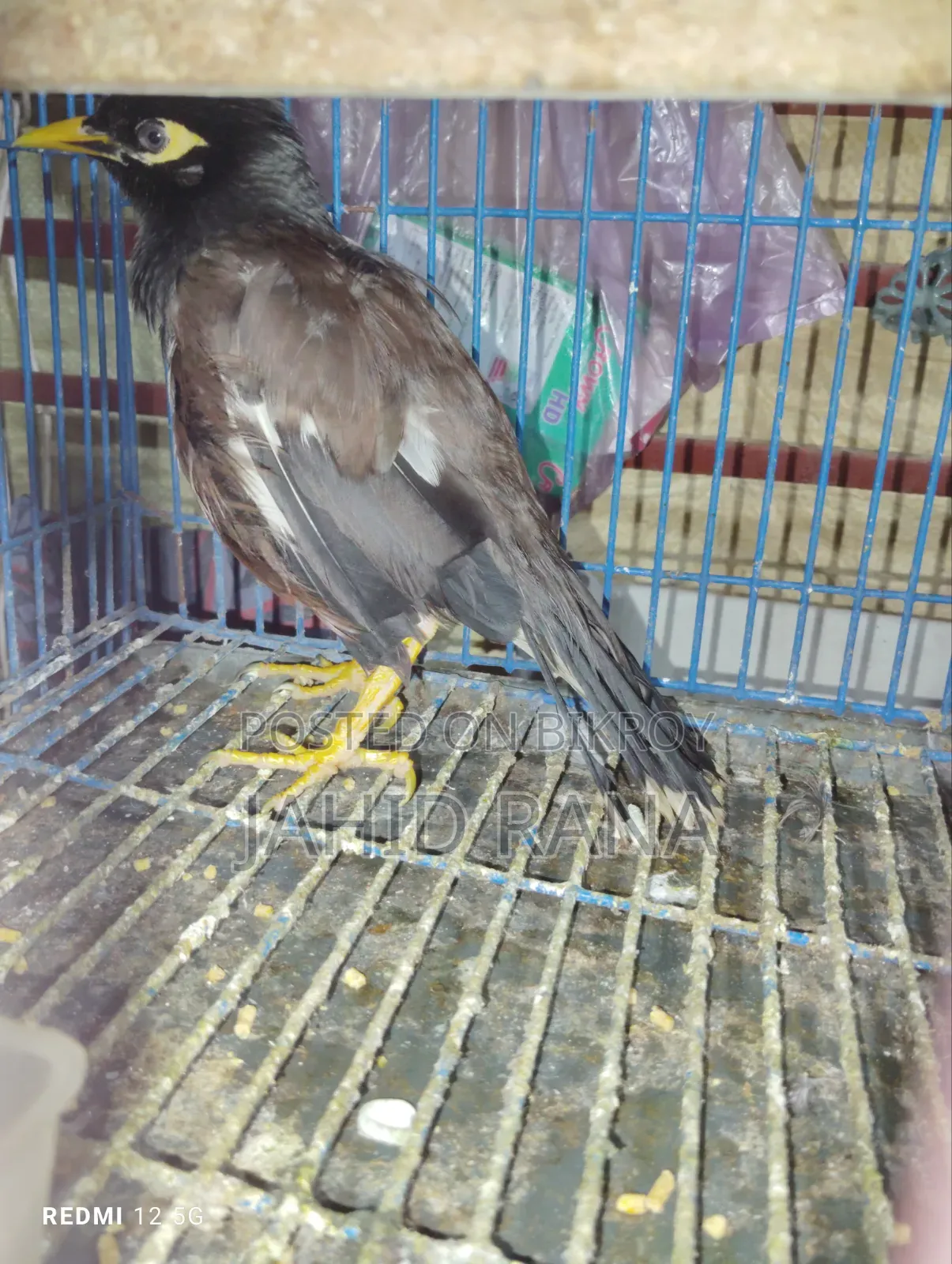 কথা বলা শালিক বিক্রি হবে
