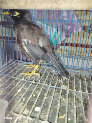 কথা বলা শালিক বিক্রি হবে