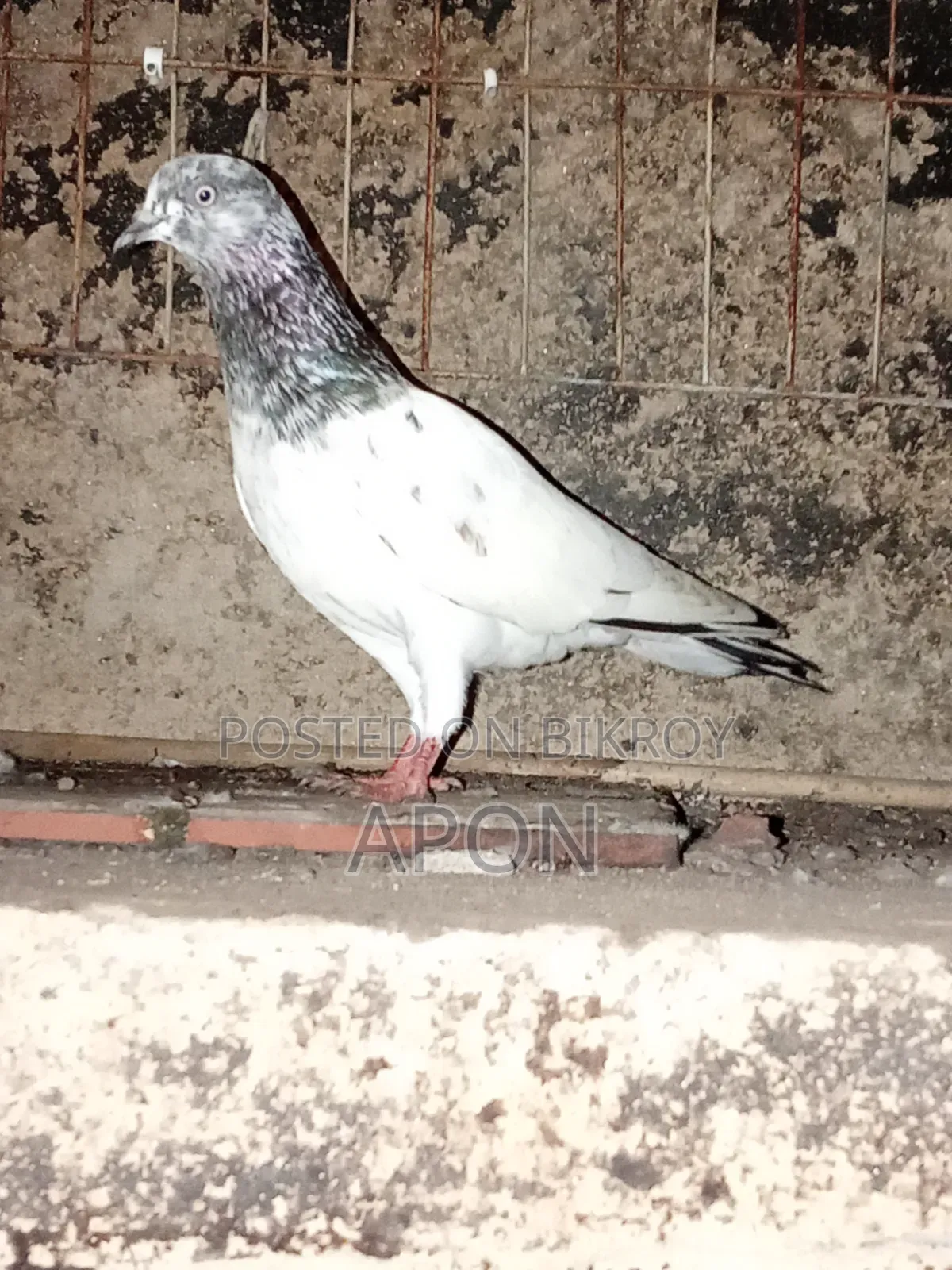আমার বিঞাপন