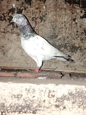 আমার বিঞাপন