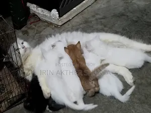 1-3 Months Female Mixed Breed Persian