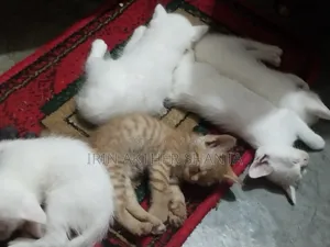 1-3 Months Female Mixed Breed Persian