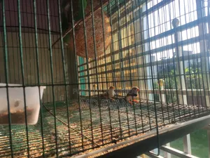 Prince Bird Runing Pair