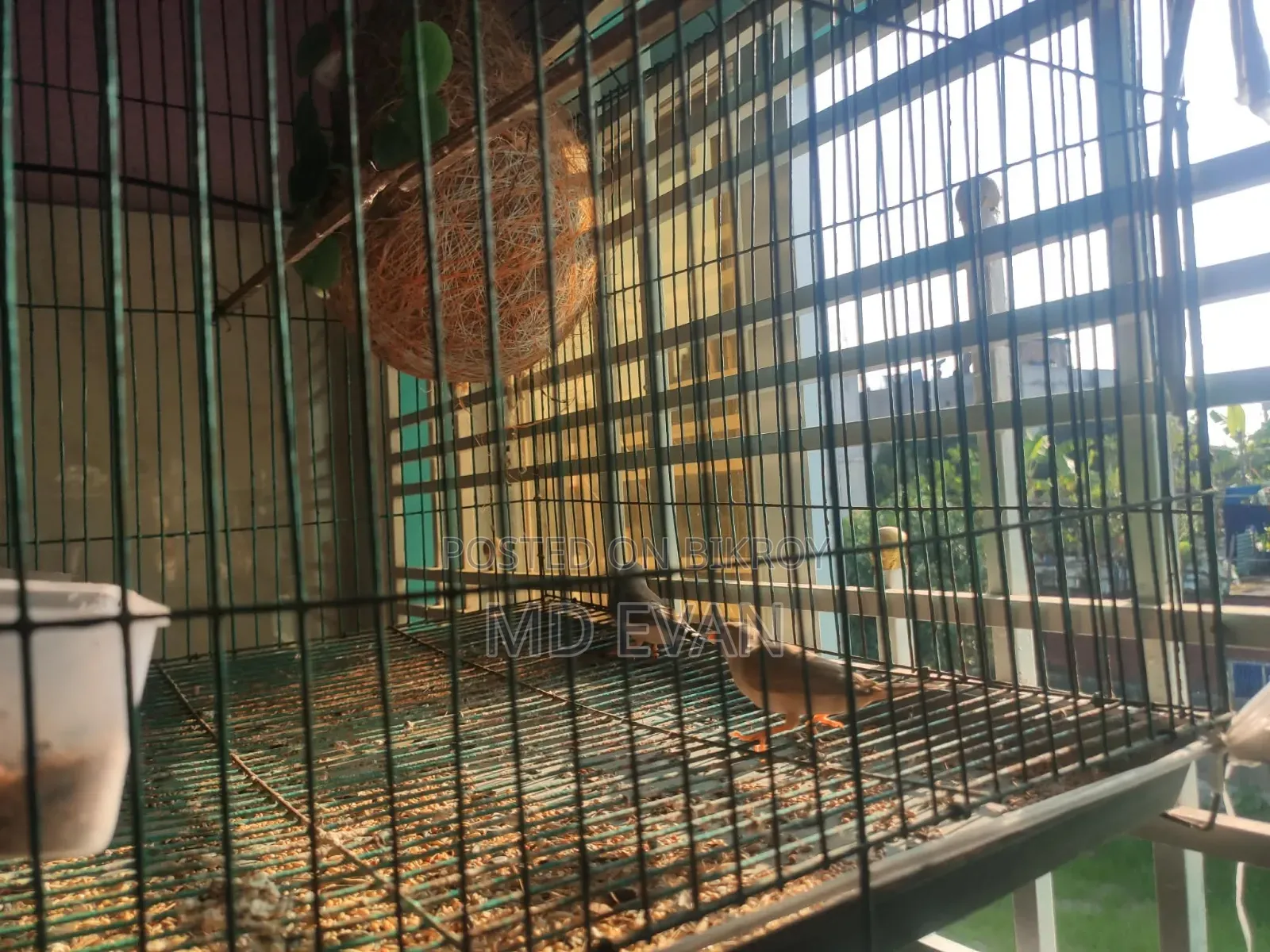 Prince Bird Runing Pair