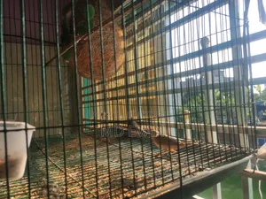 Prince Bird Runing Pair