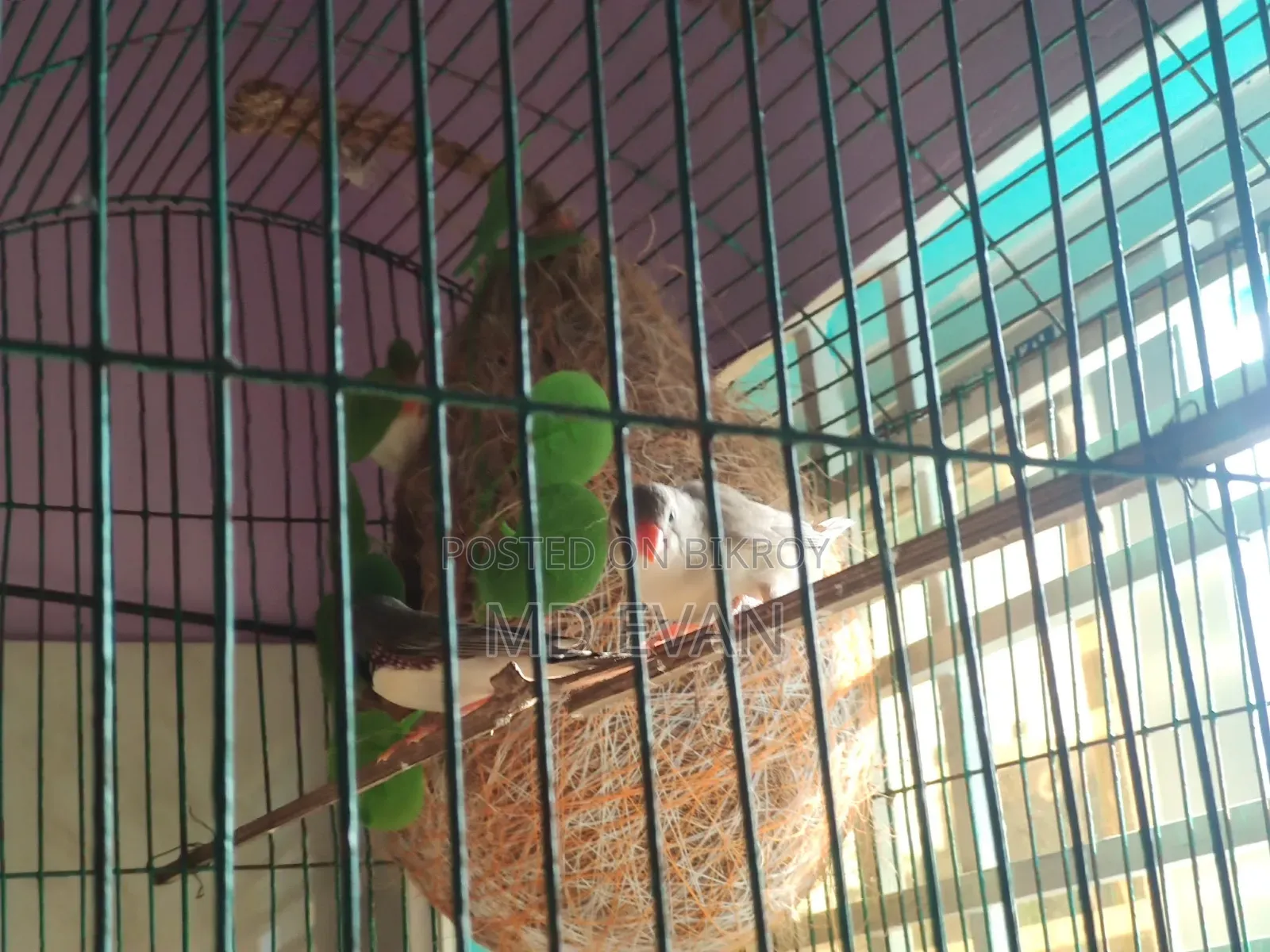 Prince Bird Runing Pair
