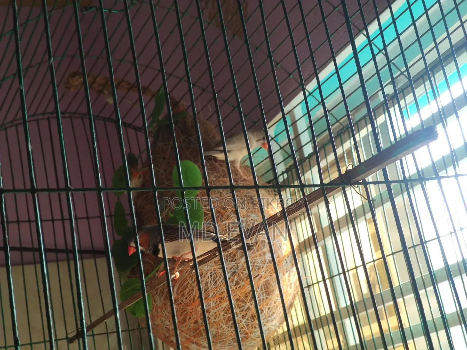 Prince Bird Runing Pair