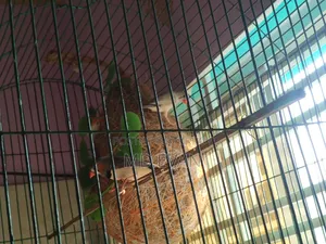 Prince Bird Runing Pair
