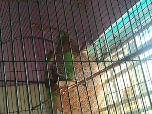 Prince Bird Runing Pair