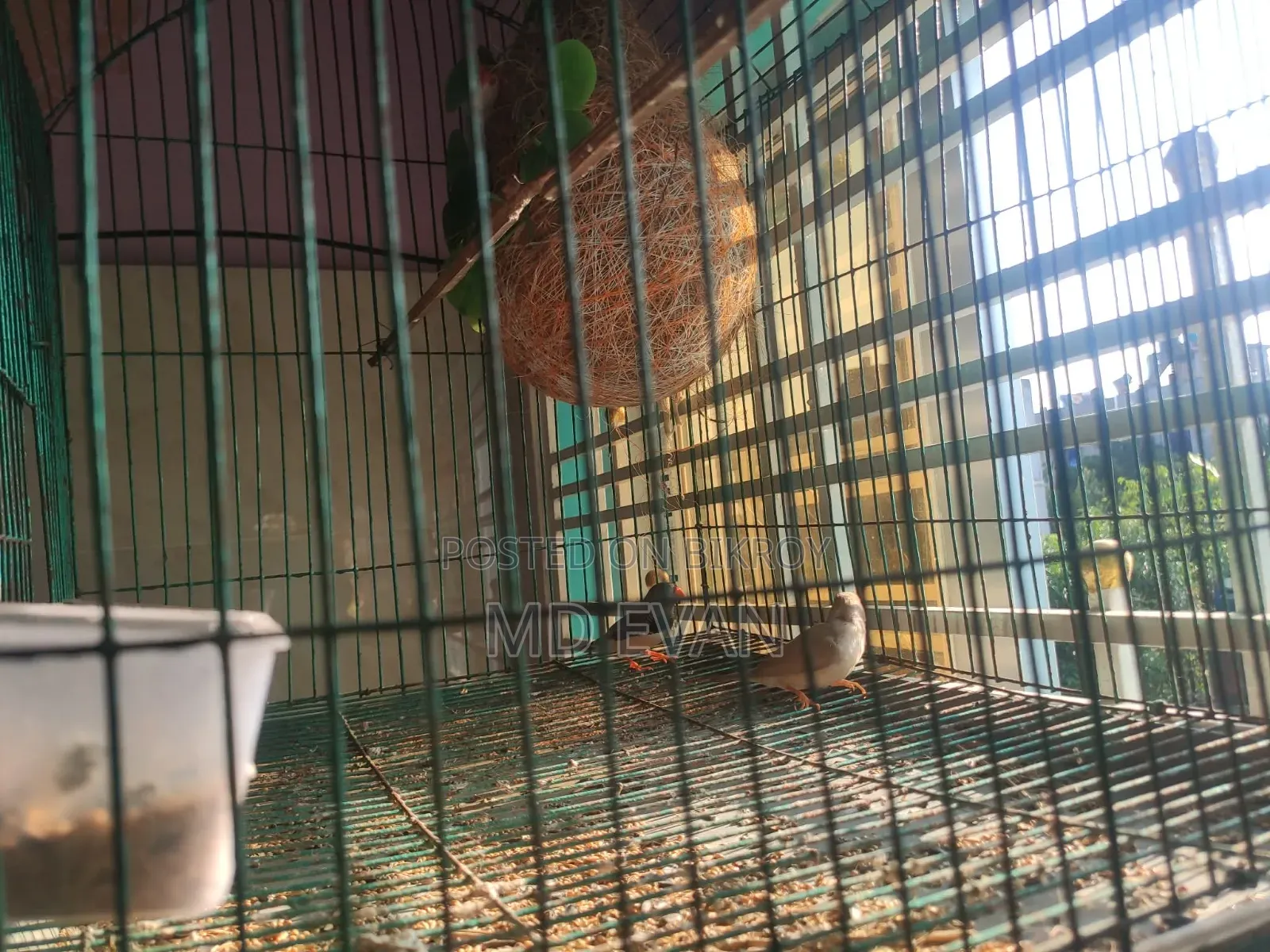 Prince Bird Runing Pair