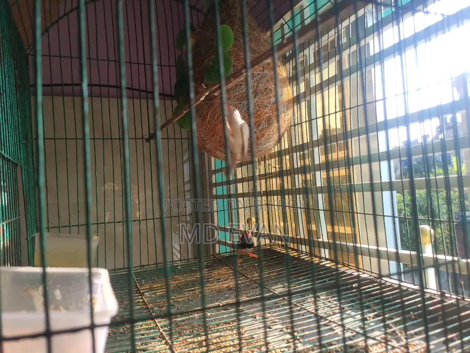 Prince Bird Runing Pair