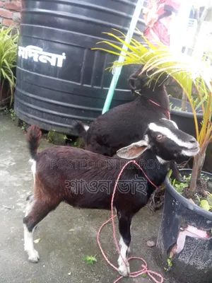 Black Bengal female goat