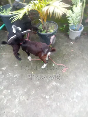 Black Bengal female goat