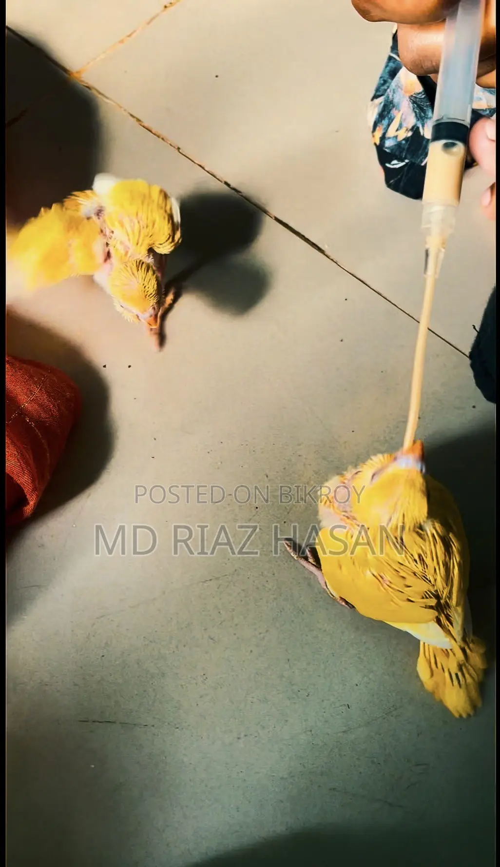 Lutino Red Eye Budgie Baby Half Tame