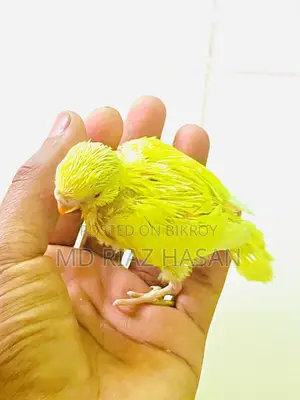 Lutino Red Eye Budgie Baby Half Tame