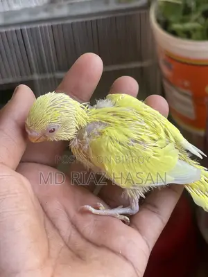 Lutino Red Eye Budgie Baby Half Tame