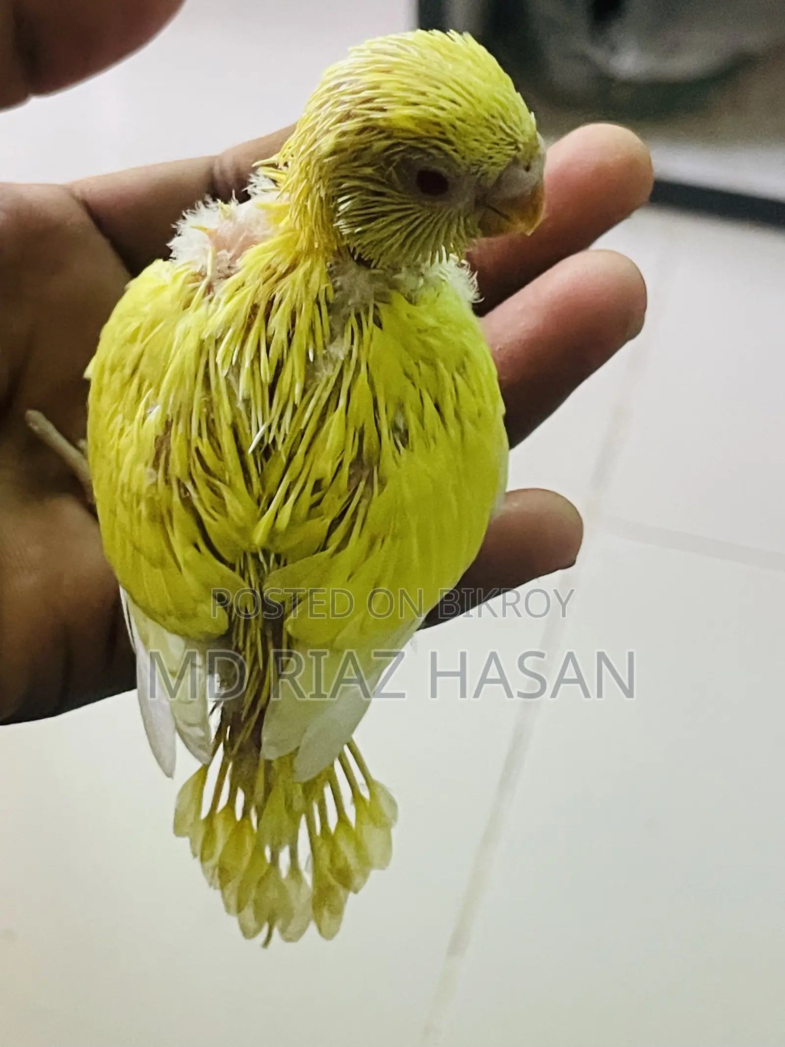 Lutino Red Eye Budgie Baby Half Tame
