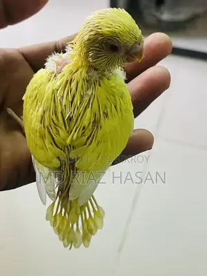 Lutino Red Eye Budgie Baby Half Tame