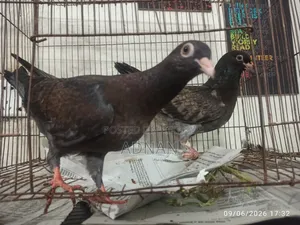 কবুতর বিক্রয় হবে।
