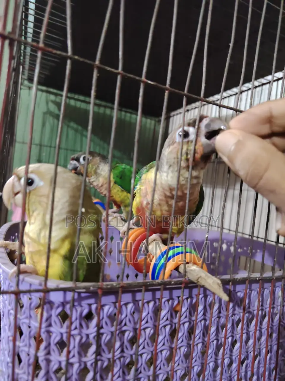 Green Check Pineapple Conure