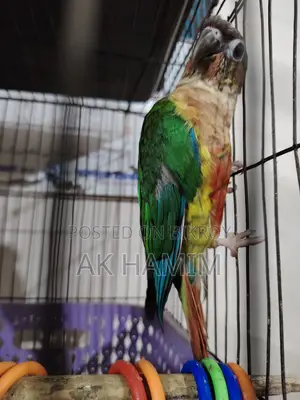 Green Check Pineapple Conure