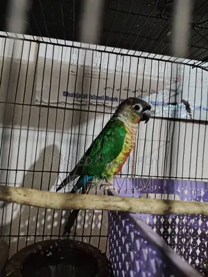 Green Check Pineapple Conure