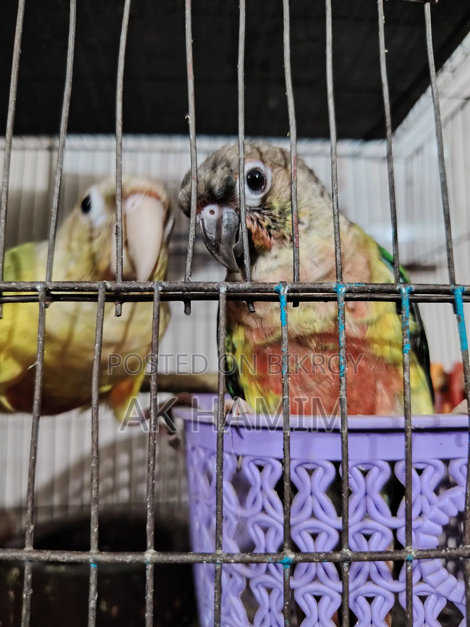 Green Check Pineapple Conure